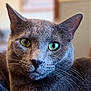 cat, close_up, gray_cat, green_eyes, whiskers, fur, pet, animal, indoor, portrait, face, ears, muzzle, feline, curious, domestic_cat, soft_light, focus, cute, alert