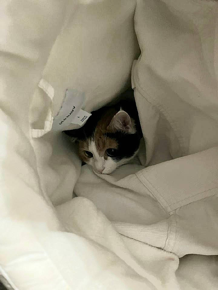 Georgia joined the competition — help win amazing prizes! bed, bed_sheet, bedding, carnivore, cat, comfort, domestic_short_haired_cat, felidae, fur, grey, human_leg, linens, monochrome, monochrome_photography, pillow, room, sleeve, small_to_medium_sized_cats, textile, whiskers