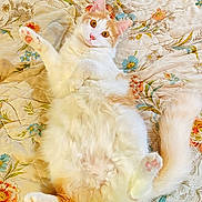 Bagel Cream is registered to the contest to win money with this photo: cat, fluffy, white, orange, pet, lying_down, bedspread, floral_pattern, pink_paw_pads, cozy, indoor, cute, wide_eyes, fur, tail, relaxed, animal, mammal, domestic_cat, playful