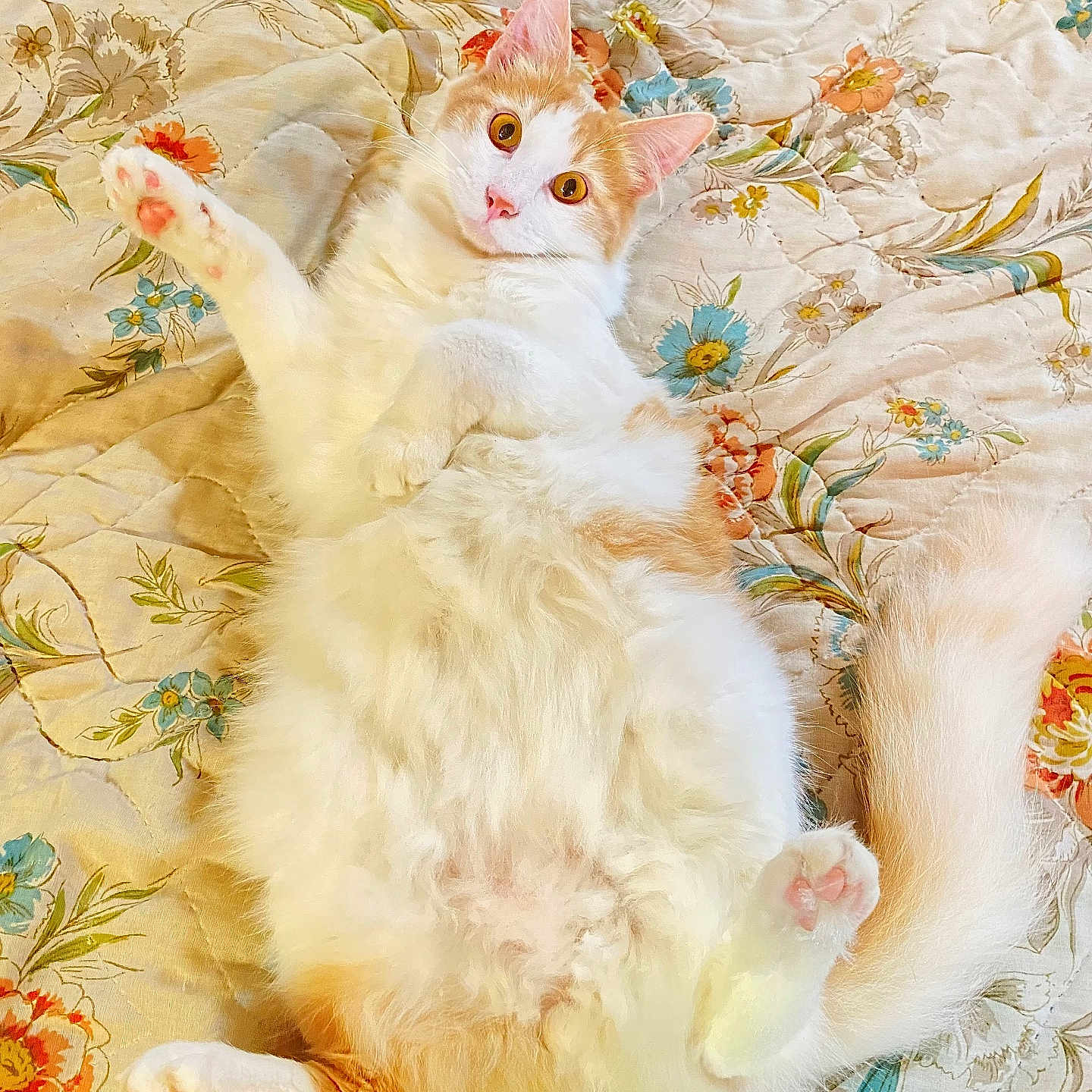 Bagel Cream is registered to the contest to win money with this photo: animal, bedspread, cat, cozy, cute, domestic_cat, floral_pattern, fluffy, fur, indoor, lying_down, mammal, orange, pet, pink_paw_pads, playful, relaxed, tail, white, wide_eyes