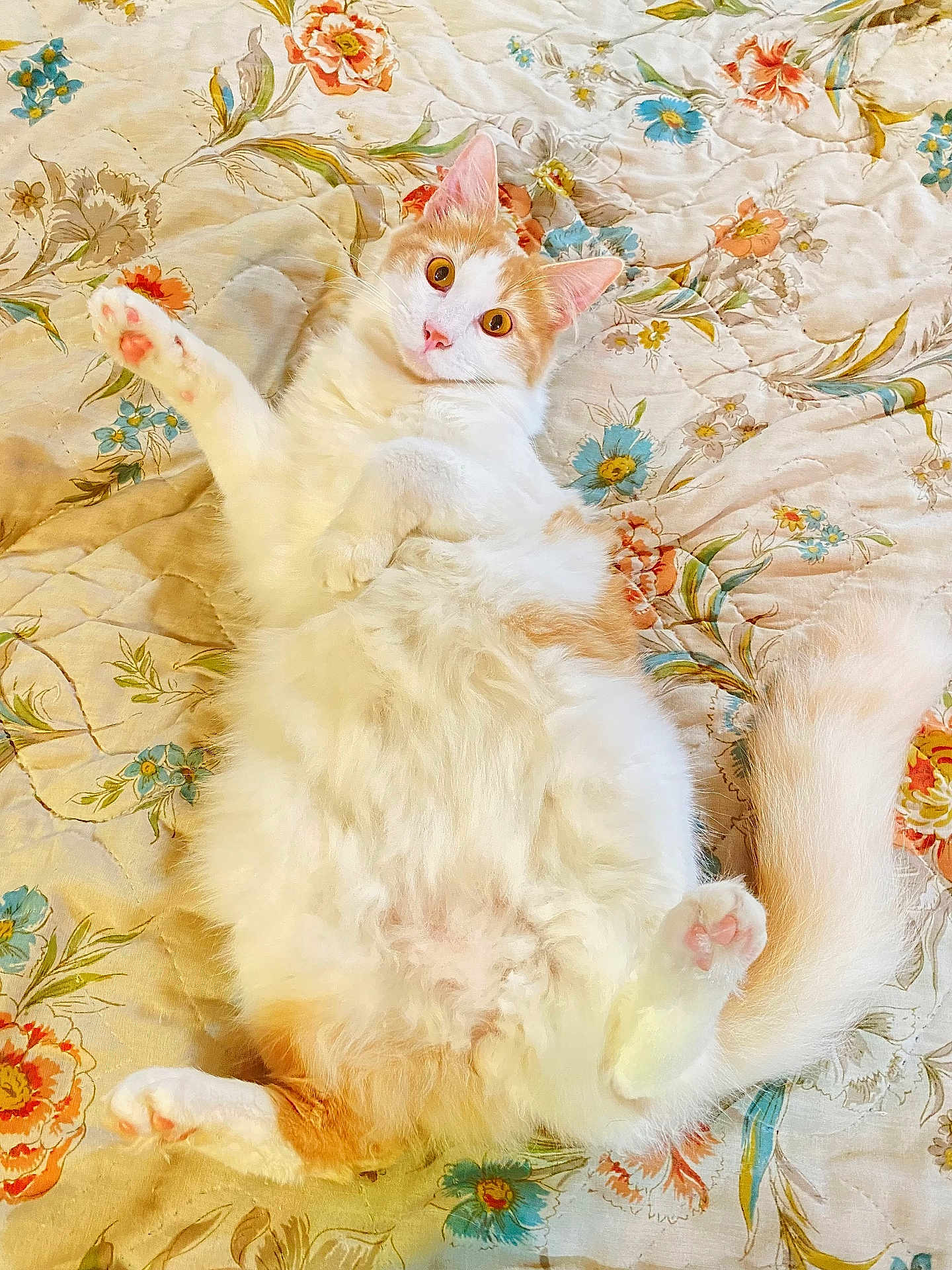 Bagel Cream is registered to the contest to win money with this photo: cat, fluffy, white, orange, pet, lying_down, bedspread, floral_pattern, pink_paw_pads, cozy, indoor, cute, wide_eyes, fur, tail, relaxed, animal, mammal, domestic_cat, playful