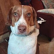Clyde Clarence is registered to the contest to win money with this photo: animal, armchair, brown, canine, close_up, collar, curious, dog, domestic, floor, furniture, indoor, living_room, looking, pet, pillow, portrait, seated, white, wooden_wall
