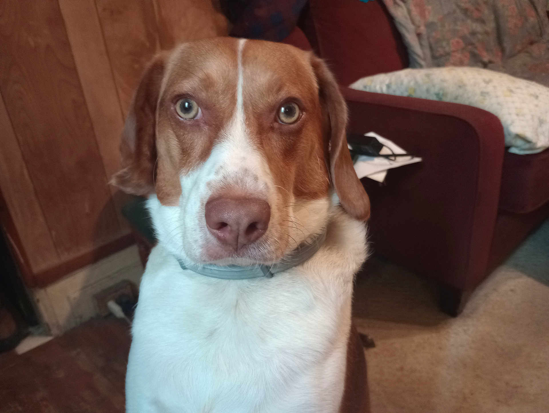 Clyde Clarence is registered to the contest to win money with this photo: animal, armchair, brown, canine, close_up, collar, curious, dog, domestic, floor, furniture, indoor, living_room, looking, pet, pillow, portrait, seated, white, wooden_wall