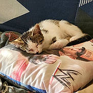 Missy participe au concours pour gagner de l'argent avec cette photo : cat, kitten, sleeping, pillow, blanket, fabric, indoor, resting, cute, fur, animal, pet, cozy, comfort, closeup, soft, relaxation, whiskers, tabby, domestic