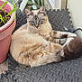 cat, blue_eyes, fluffy, outdoor, plant_pot, green_leaves, rubber_mats, relaxed, curious, feline, pet, animal, fur, whiskers, tail, resting, nature, sidewalk, wall, domestic_animal