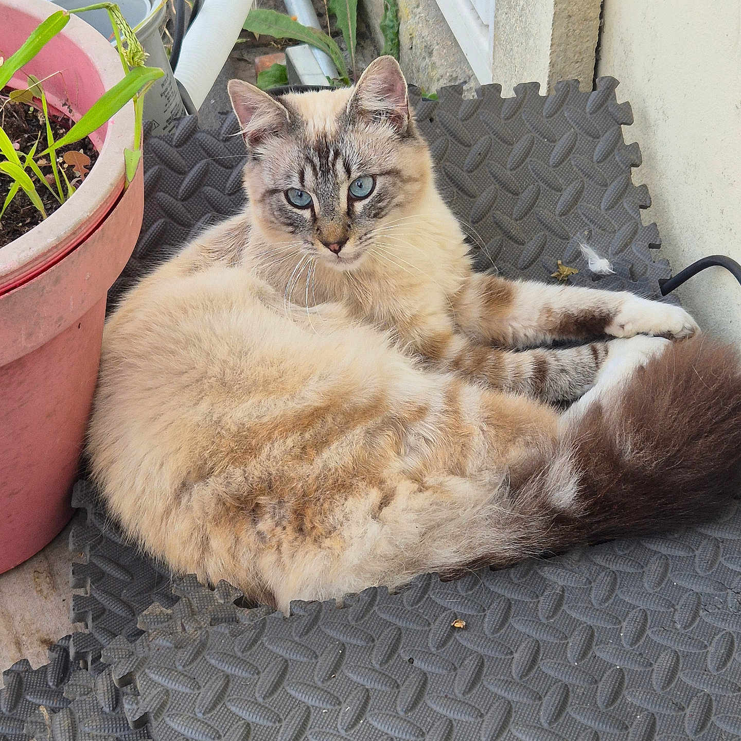 Mimi participe au concours pour gagner de l'argent avec cette photo : animal, blue_eyes, cat, curious, domestic_animal, feline, fluffy, fur, green_leaves, nature, outdoor, pet, plant_pot, relaxed, resting, rubber_mats, sidewalk, tail, wall, whiskers