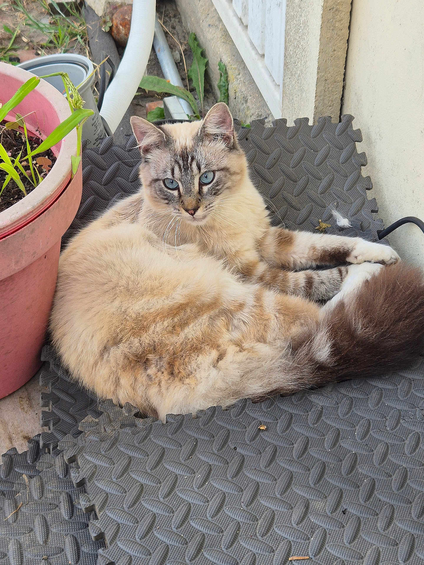 Mimi participe au concours pour gagner de l'argent avec cette photo : cat, blue_eyes, fluffy, outdoor, plant_pot, green_leaves, rubber_mats, relaxed, curious, feline, pet, animal, fur, whiskers, tail, resting, nature, sidewalk, wall, domestic_animal