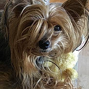 Carol Rush joined the competition — help win amazing prizes! dog, small_dog, long_hair, silky_fur, close_up, pet, animal, toy, plush_toy, yellow_toy, cute, indoor, furry, face, nose, eye, muzzle, domestic_animal, companion, cuddle