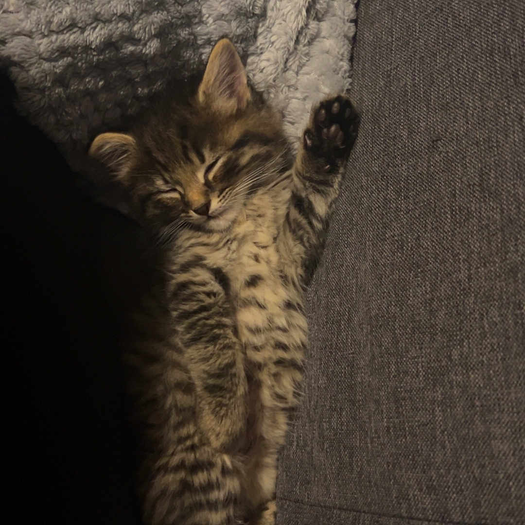 Mimi participe au concours pour gagner de l'argent avec cette photo : animal, blanket, cat, couch, cozy, cute, domestic, feline, fur, gray, indoor, kitten, paw, pet, relaxing, resting, sleeping, soft, tabby, young