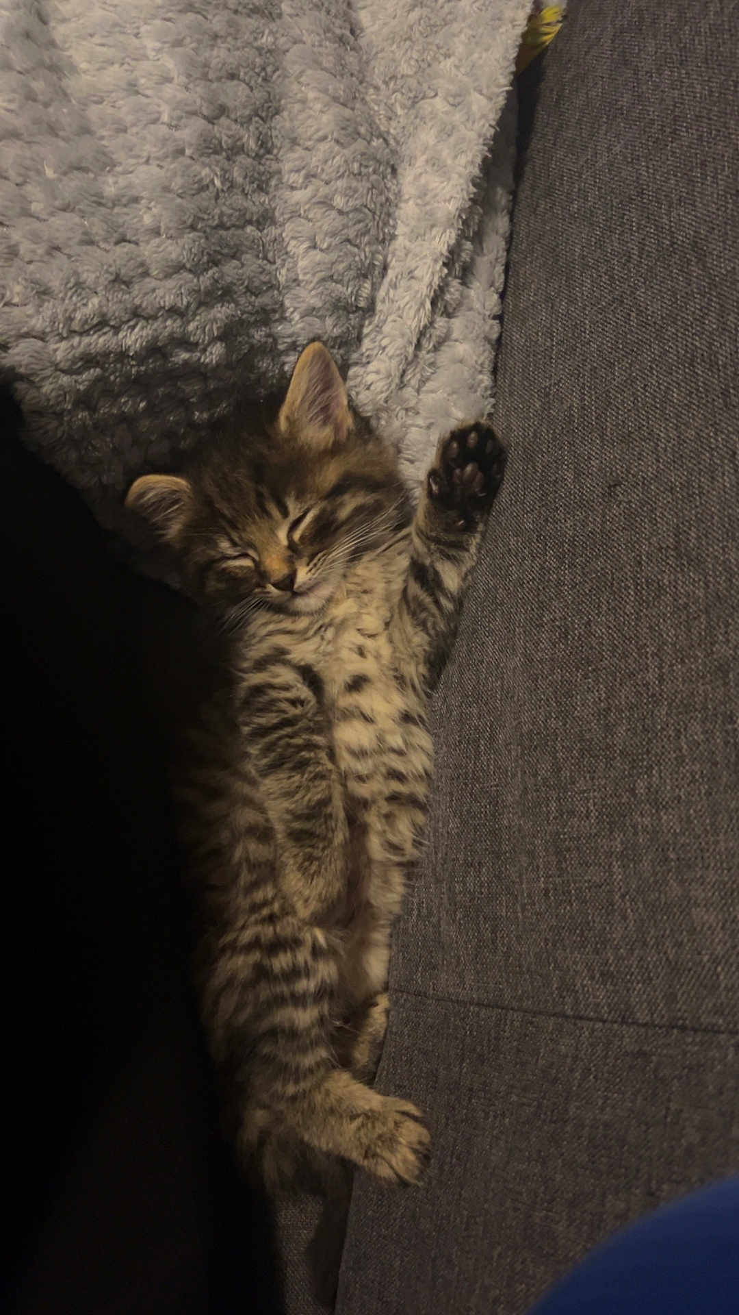 Mimi participe au concours pour gagner de l'argent avec cette photo : kitten, cat, sleeping, tabby, paw, couch, blanket, gray, cozy, fur, pet, animal, resting, cute, indoor, feline, young, soft, relaxing, domestic