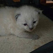 Kitty a rejoint le concours — aidez-le/la à gagner de superbes lots ! kitten, cat, animal, furry, pet, cute, small, white_fur, dark_ears, carpet, indoor, lying_down, young, curious, soft, blurred, dim, cozy, corner, shy