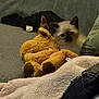 kitten, siamese, cat, stuffed_animal, plush_toy, couch, blanket, pillow, cozy, indoor, pet, furniture, soft, animal, cute, home, relaxing, resting, fur, domestic