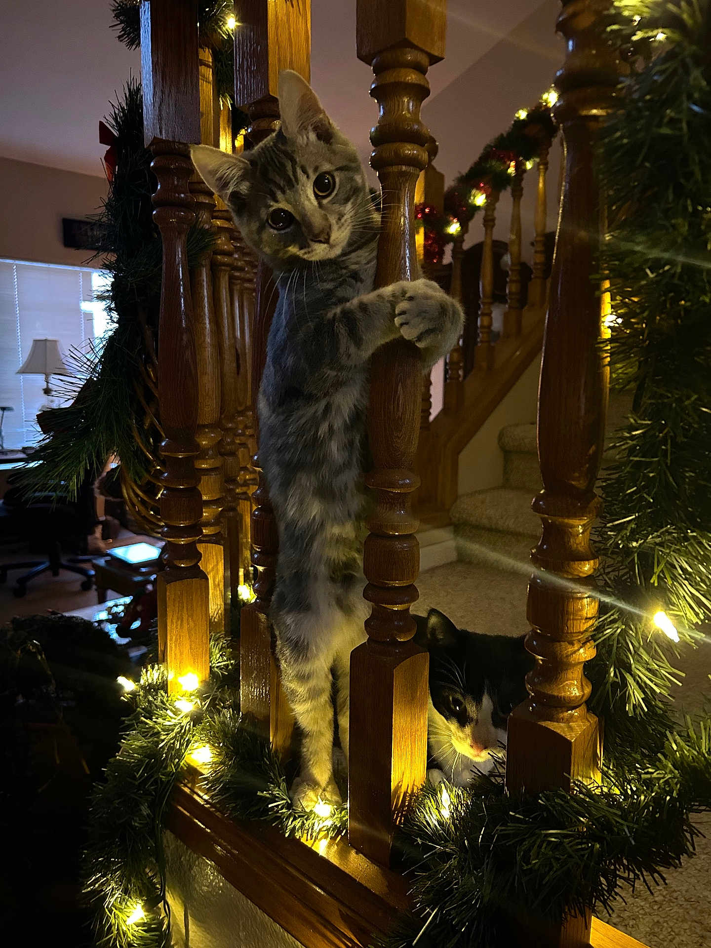 Jerry is registered to the contest to win money with this photo: cat, kitten, tuxedo_cat, tabby, staircase, banister, wood, garland, string_lights, holiday_decor, indoor, pet, whiskers, curious, climbing, cozy_lighting, carpeted_stairs, portrait, decorations, playful