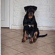 Charon participe au concours pour gagner de l'argent avec cette photo : dog, rottweiler, puppy, black_and_tan, sitting, portrait, pet, canine, indoors, tile_floor, brick_wall, door, upright, front_facing, brown_markings, black_fur, tail, paws, alert, animal_photography