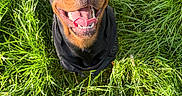 Charon participe au concours pour gagner de l'argent avec cette photo : rottweiler, dog, canine, pet, black_and_tan, happy, smiling, open_mouth, tongue, portrait, close_up, outdoor, grass, greenery, nature, sunlight, collar, harness, standing, funny
