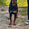 Charon participe au concours pour gagner de l'argent avec cette photo : dog, rottweiler, pet, animal, portrait, standing, outdoor, garden, grass, dandelions, sunlight, gravel, black_and_brown, looking_at_camera, floppy_ears, large_dog, canine, yard, human, sandal