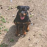 Charon a rejoint le concours — aidez-le/la à gagner de superbes lots ! dog, rottweiler, pet, sitting, outdoor, dirt, ground, sunlight, black_and_tan, tongue_out, happy, portrait, animal, canine, backyard, nature, shadow, plants, photography, companion