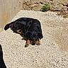 dog, dogs, black_and_tan, rottweiler, lying_down, sleepy, outdoor, sunlight, gravel, stone_wall, rustic, courtyard, relaxed, animal, pet, canine, portrait, shadow, plant, photobomb