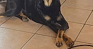 Xena participe au concours pour gagner de l'argent avec cette photo : dog, black_and_tan, rottweiler, lying_down, sitting, smiling, open_mouth, paws, crossed_paws, indoor, tile_floor, furniture, cable, portrait, pet, canine, brown_markings, floppy_ears, happy, home