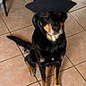 dog, black_and_tan, sitting, hat, costume, pet, animal, portrait, indoors, tiled_floor, chair, fabric, brown_eyes, floppy_ears, black_fur, tan_markings, front_view, funny, fashion, photography