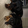 dogs, rottweilers, pets, canines, black_and_tan, bed, bedroom, indoors, portrait, two_animals, lying_down, looking_at_camera, brown, black, paws, claws, home, furniture, funny, companion_animals