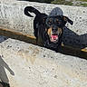 dog, black_and_tan_dog, canine, pet, animal, portrait, smiling, open_mouth, tongue, curled_tail, outdoor, sunlight, grass, concrete, drainage_channel, culvert, shadow, standing, happy, photography