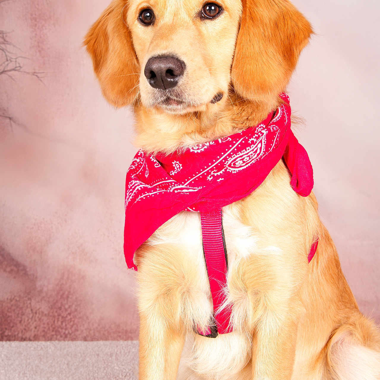 Cookie participe au concours pour gagner de l'argent avec cette photo : animal, brown_eyes, canine, carpet, cute, dog, ears, friendly, fur, golden_retriever, harness, indoors, looking_away, mammal, pet, portrait, red_bandana, sitting, studio, well_groomed