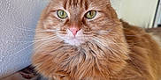 Fiona joined the competition — help win amazing prizes! cat, orange_tabby, fluffy, green_eyes, pet, indoor, blanket, resting, cozy, feline, animal, portrait, whiskers, soft_fur, closeup, relaxed, domestic_cat, cute, calm, fur
