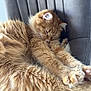 Fiona is registered to the contest to win money with this photo: cat, orange_cat, fluffy, stretching, paws, chair, gray_chair, relaxed, sleepy, pet, animal, feline, cozy, fur, whiskers, indoor, resting, cute, soft, domestic_cat