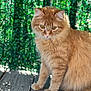 cat, ginger_cat, fluffy_fur, wooden_deck, greenery, outdoor, sunlight, pet, animal, curious, close_up, feline, nature, shadows, daylight, whiskers, ears, eyes, paws, domestic_cat
