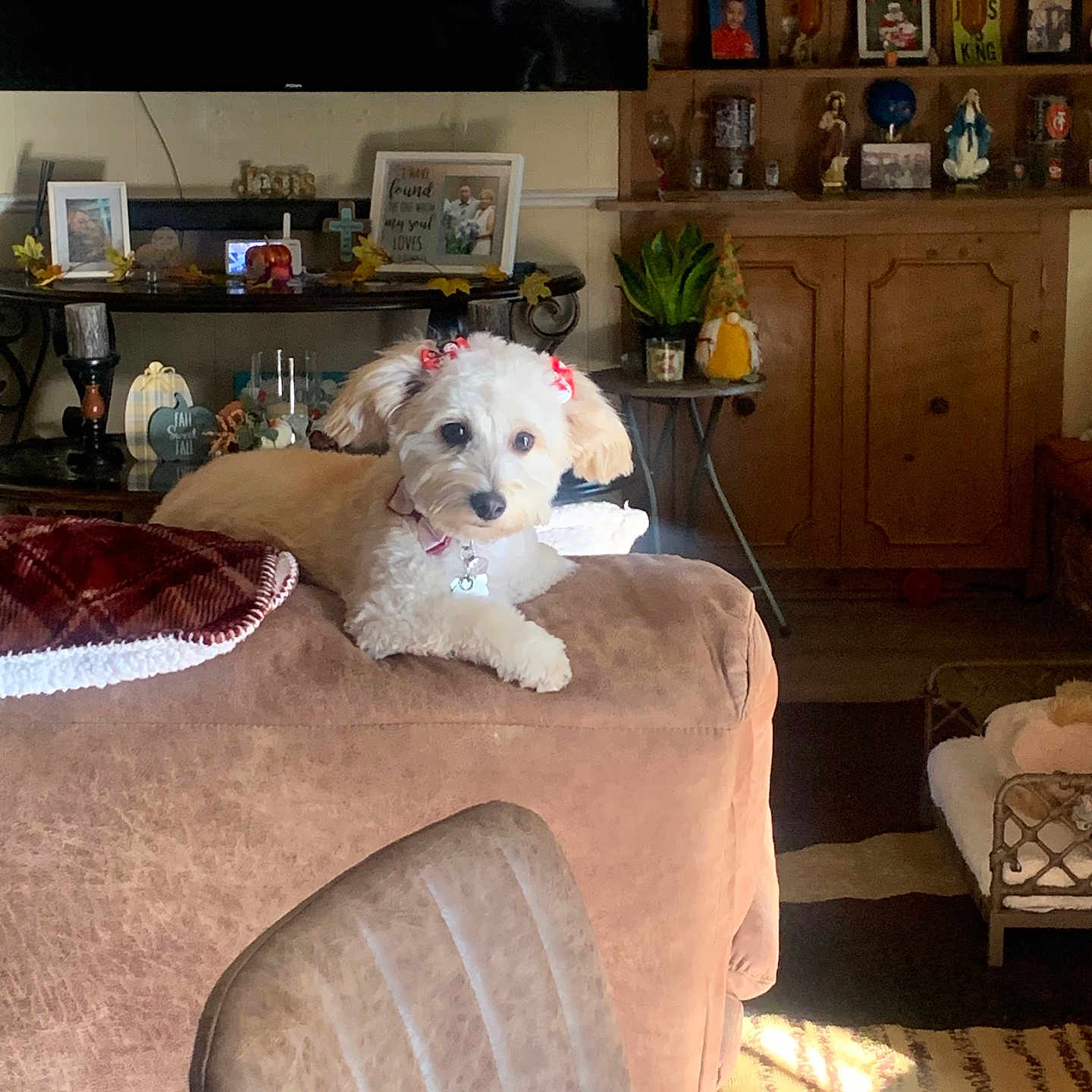 Pixie joined the competition — help win amazing prizes! animal, architecture, building, canine, couch, cushion, dog, electronics, furniture, homedecor, indoors, interiordesign, livingroom, pet, plant, pottedplant, puppy, room, screen, shelf