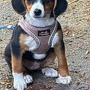 Mini joined the competition — help win amazing prizes! puppy, dog, tricolor, harness, outdoor, sitting, cute, pet, animal, young, ears, face, paw, fur, leash, nature, ground, brown, black, white