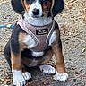puppy, dog, tricolor, harness, outdoor, sitting, cute, pet, animal, young, ears, face, paw, fur, leash, nature, ground, brown, black, white