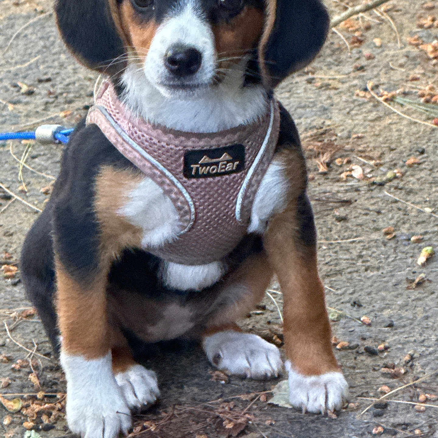 Mini joined the competition — help win amazing prizes! puppy, dog, tricolor, harness, outdoor, sitting, cute, pet, animal, young, ears, face, paw, fur, leash, nature, ground, brown, black, white