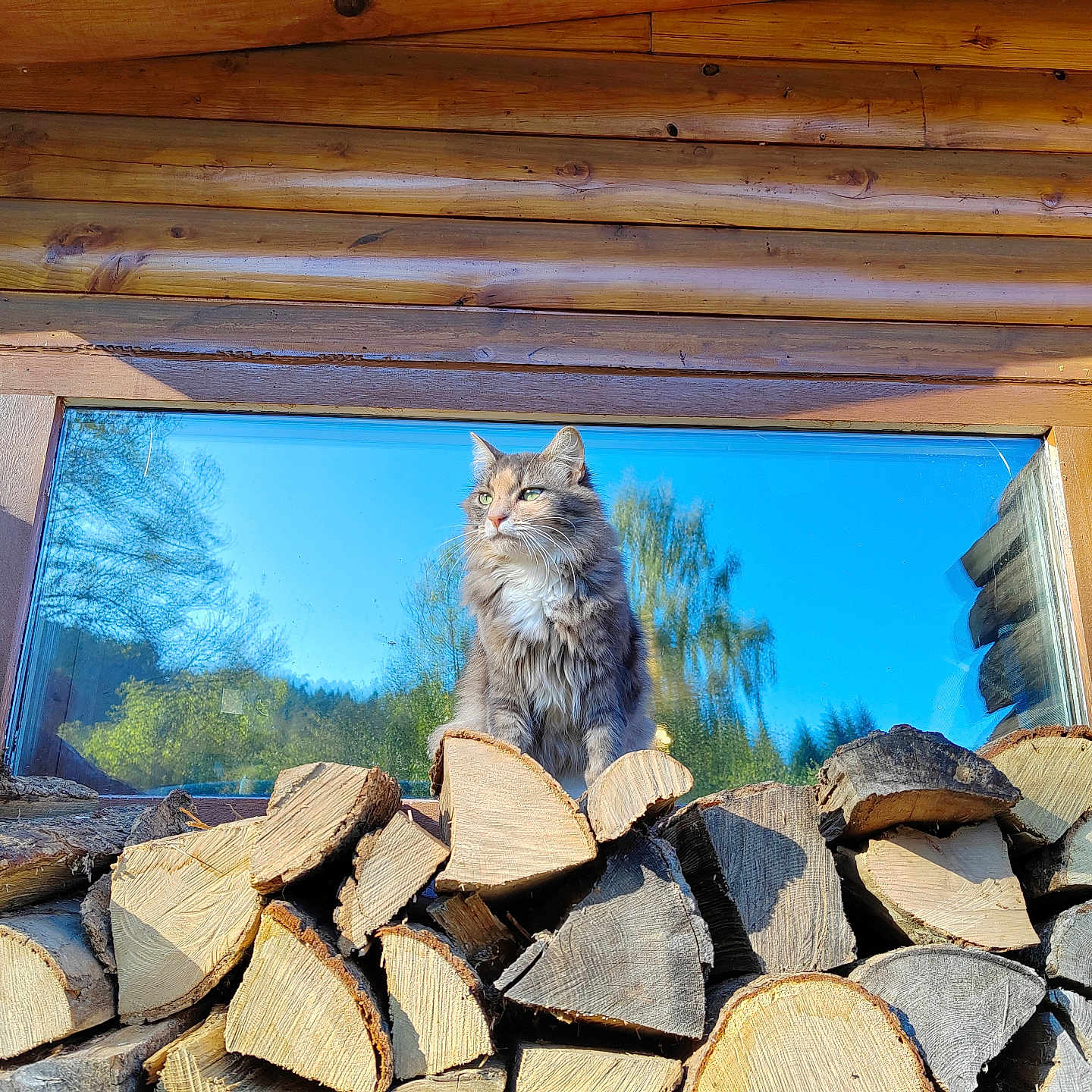 Micha a rejoint le concours — aidez-le/la à gagner de superbes lots ! animal, architecture, building, cat, hardwood, house, housing, lumber, manx, outdoors, path, pet, plant, plywood, rubble, shelter, slate, tree, walkway, wood