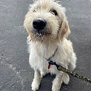 Sullivan is registered to the contest to win money with this photo: animal, asphalt, canine, collar, curious, cute, dog, fluffy, friendly, fur, leash, looking_up, messy, muddy, outdoor, pet, playful, puppy, sitting, young