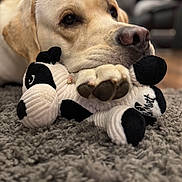 Chester is registered to the contest to win money with this photo: dog, golden_retriever, stuffed_animal, plush_toy, carpet, close_up, paw, indoor, pet, animal, cute, soft_texture, resting, lying_down, brown_nose, fur, domestic_animal, cozy, background_blur, portrait