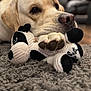 dog, golden_retriever, stuffed_animal, plush_toy, carpet, close_up, paw, indoor, pet, animal, cute, soft_texture, resting, lying_down, brown_nose, fur, domestic_animal, cozy, background_blur, portrait