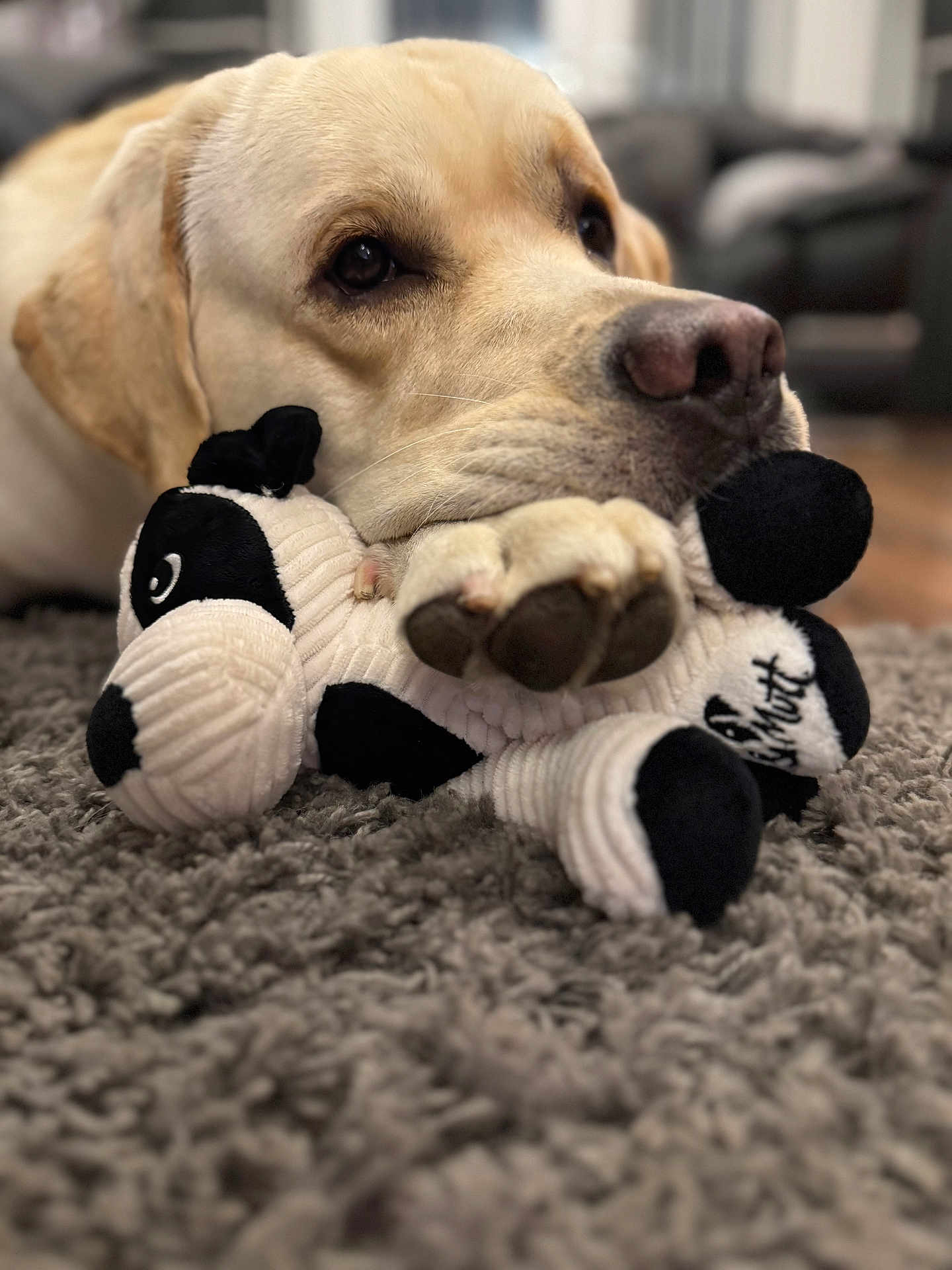 Chester is registered to the contest to win money with this photo: dog, golden_retriever, stuffed_animal, plush_toy, carpet, close_up, paw, indoor, pet, animal, cute, soft_texture, resting, lying_down, brown_nose, fur, domestic_animal, cozy, background_blur, portrait
