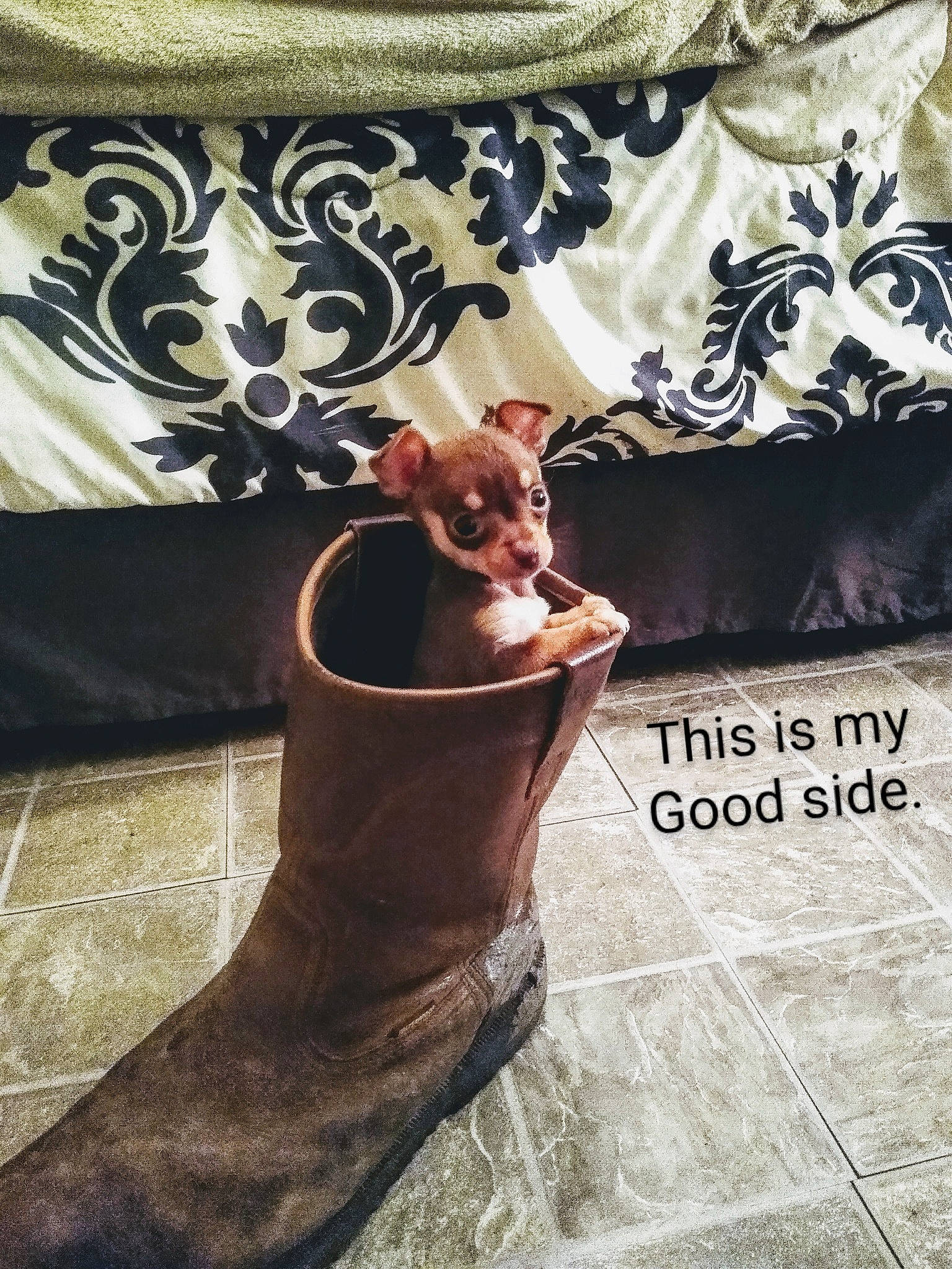 Peanut