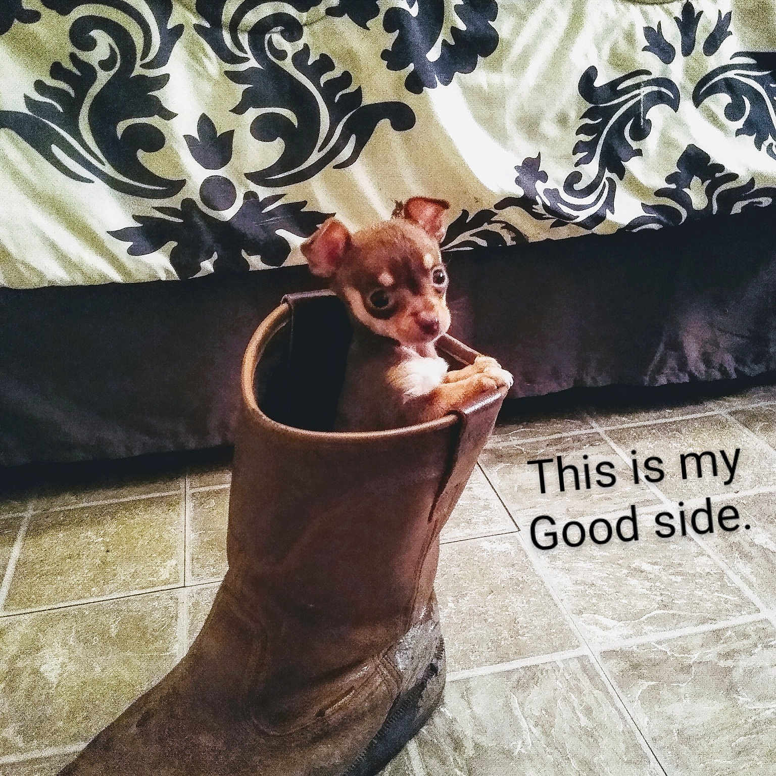 Peanut