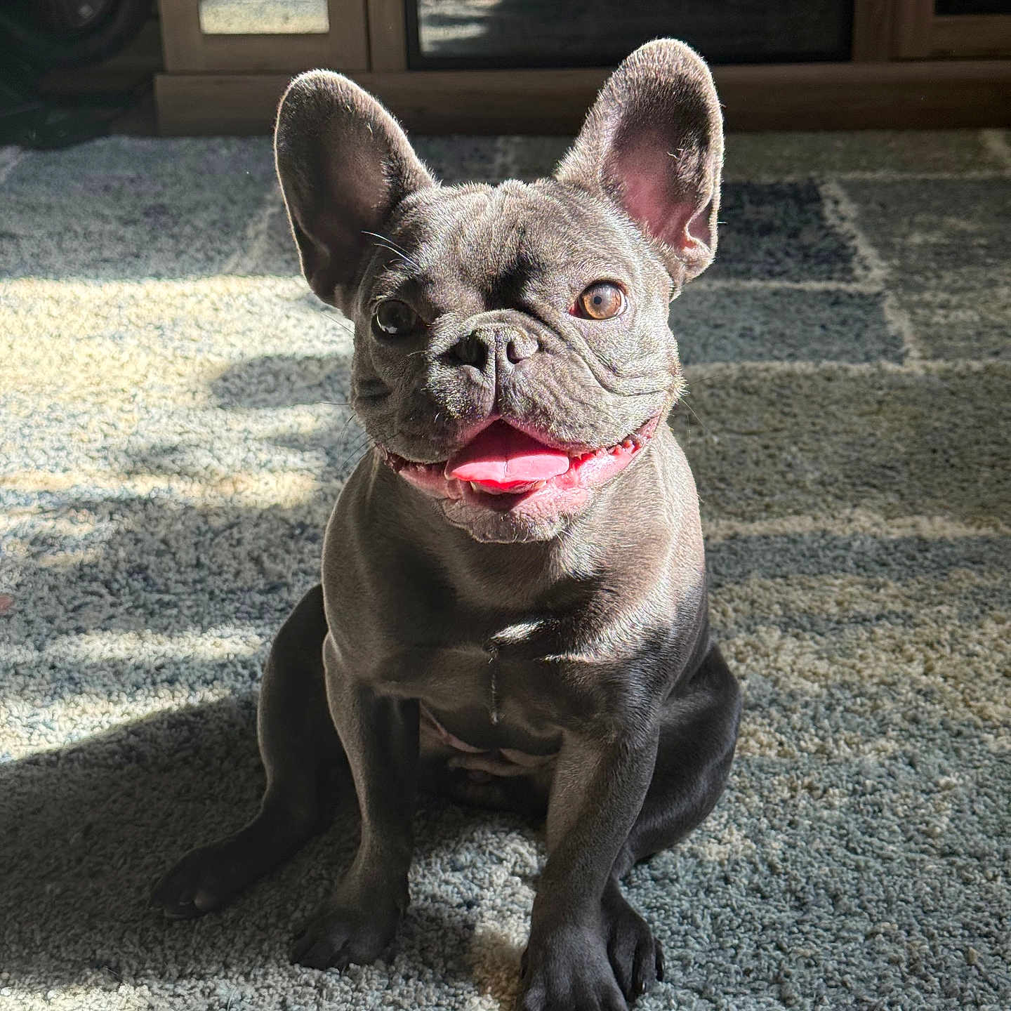 Senna joined the competition — help win amazing prizes! dog, french_bulldog, puppy, indoor, carpet, sunlight, pet, animal, ears, tongue, sitting, happy, cute, small_dog, brown_eyes, shadow, wooden_cabinet, floor, domestic_animal, young