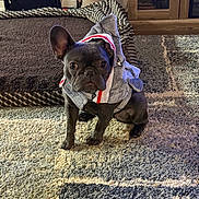 Senna joined the competition — help win amazing prizes! dog, french_bulldog, costume, shark_costume, pet, carpet, indoor, living_room, pet_bed, furniture, wooden_cabinet, animal, cute, small_dog, sitting, expression, playful, domestic, companion, cozy