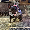 dog, french_bulldog, costume, shark_costume, pet, carpet, indoor, living_room, pet_bed, furniture, wooden_cabinet, animal, cute, small_dog, sitting, expression, playful, domestic, companion, cozy