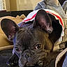 Senna joined the competition — help win amazing prizes! dog, french_bulldog, blanket, indoor, resting, close_up, cute, pet, cozy, animal, ears, face, fur, snout, lying_down, soft, comfort, home, couch, relaxed