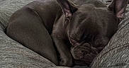 Senna is registered to the contest to win money with this photo: dog, french_bulldog, sleeping, bed, gray, blanket, indoor, pet, cozy, ears, resting, fur, snout, closed_eyes, furniture, dresser, fabric, domestic_animal, calm, relaxation
