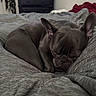 dog, french_bulldog, sleeping, bed, gray, blanket, indoor, pet, cozy, ears, resting, fur, snout, closed_eyes, furniture, dresser, fabric, domestic_animal, calm, relaxation