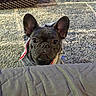 Senna is registered to the contest to win money with this photo: dog, french_bulldog, puppy, pet, hoodie, ears, eyes, quilt, carpet, indoor, animal, cute, looking_up, curious, cozy, bed, floor, home, small_dog, companion