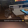 dog, indoor, television, furniture, table, chair, living_room, pet, animal, dark, light_glare, box, wood, screen, floor, tile, expression, humor, text_overlay, household