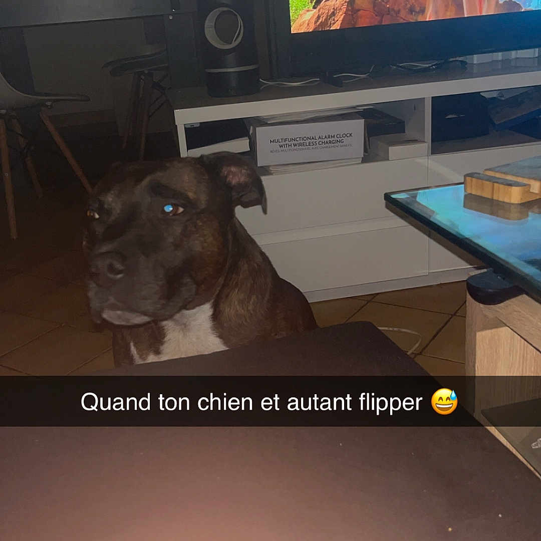 Tyson participe au concours pour gagner de l'argent avec cette photo : dog, indoor, television, furniture, table, chair, living_room, pet, animal, dark, light_glare, box, wood, screen, floor, tile, expression, humor, text_overlay, household